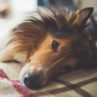 Stress : les chiens savent quand vous êtes tendu !