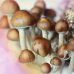 Les intoxications liées aux champignons ont augmenté