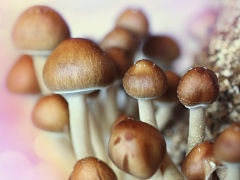 Intoxications aux champignons, prudence avant la consommation du champignon selon l Anses