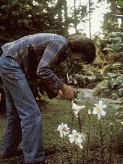 George Harrison, parc arbore a l honneur du musicien des Beatles a Liverpool