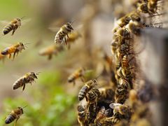 Abeilles, ces insectes pollinisateurs sont cruciaux pour l ecosysteme