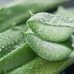 Les bienfaits beauté et les recettes maison de l’ aloe vera