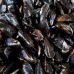 Les vertus nutritionnelles des moules sur la santé