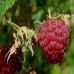 La framboise, un fruit bénéfique au corps !