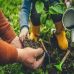 Jardinage : des conseils pour réussir votre potager au printemps