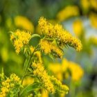 Le solidago et ses vertus pour le corps