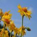 Arnica : comment cette plante aide-t-elle le métabolisme ?