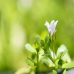 Le bacopa, un bienfaiteur pour la santé et le corps