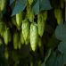 Houblon, une plante bénéfique au corps