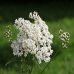 Achillée millefeuille, une plante bénéfique au corps