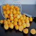 Physalis : comment ce fruit aide-t-il le métabolisme ?