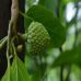 Les atouts du cherimoya pour la santé et le métabolisme