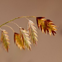 L’avoine, une plante efficace pour lutter contre l’acné