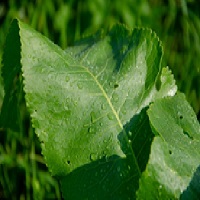 La feuille de raifort