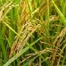 Le riz recèle aussi d’innombrables bienfaits santé