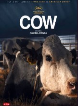 affiche de Cow