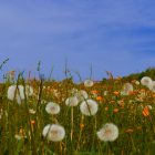 Fonds pour la biodiversité : la Banque de France et la Caisse des Dépôts s’associent pour l’écologie  