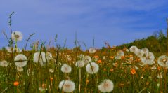 Fonds pour la biodiversité : la Banque de France et la Caisse des Dépôts s’associent pour l’écologie  