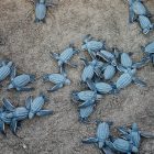 Un nouvel indicateur des cinq espèces de tortues marines en ponte en France dévoilé  