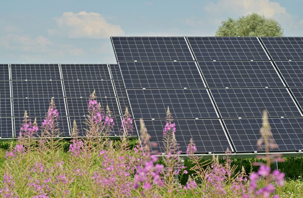 Un champ de panneau solaire pres de fleurs